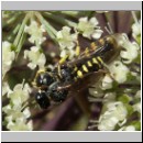 Ectemnius lapidarius - Grabwespe 04 8-12mm Paarung.jpg